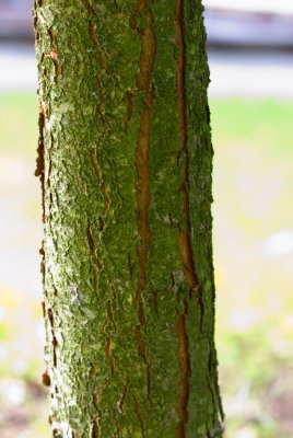 Crataegus crus-galli - hloh kuří noha - borka